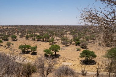 Tanzanya 'da bir yaz günü bir Afrika ağacı ovasının manzarası.