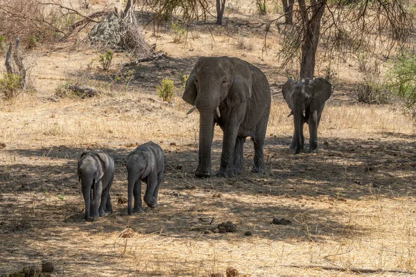 Группа Слонов Двумя Слонами Тени Дерева Танзании — стоковое фото
