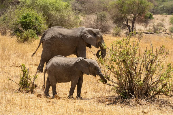 Самка Молодой Слон Едят Куста Африканской Саванне Танзании — стоковое фото