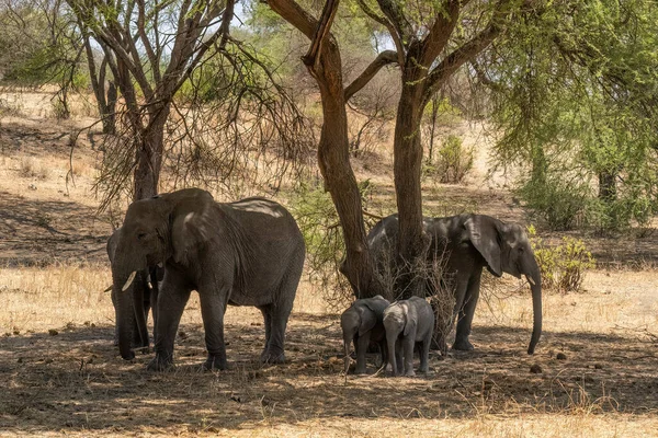 Группа Слонов Двумя Слонами Тени Дерева Танзании — стоковое фото