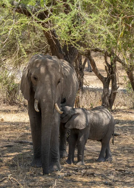 Младенец Слон Мать Тени Деревьев Танзании — стоковое фото