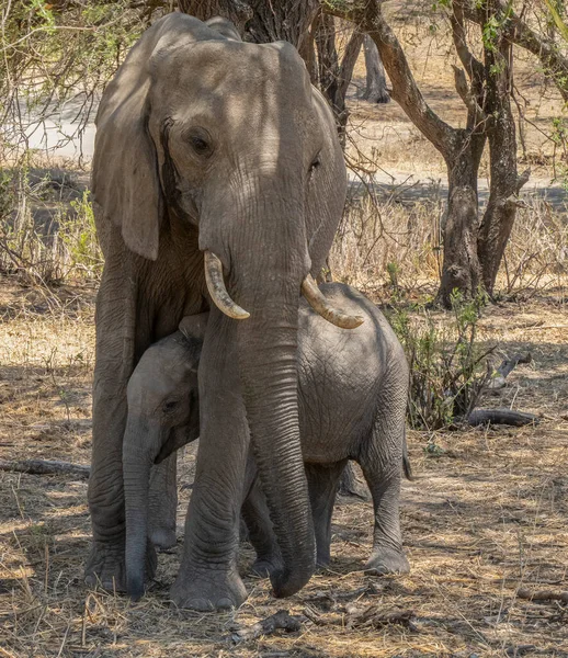 Маленький Слоненок Ищущий Убежище Между Ног Матери Тени Деревьев Танзании — стоковое фото