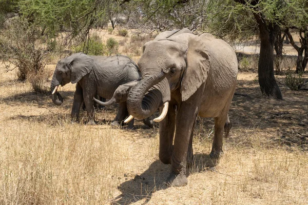 Женщина Слон Угрожающей Позе Предназначенная Защиты Своего Потомства Танзанийской Саванне — стоковое фото