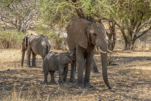 Младенец Слон Мать Тени Деревьев Танзании — стоковое фото