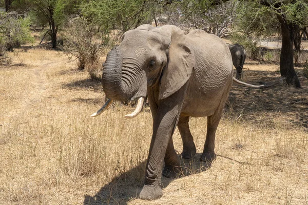 Женщина Слон Угрожающей Позе Предназначенная Защиты Своего Потомства Танзанийской Саванне — стоковое фото