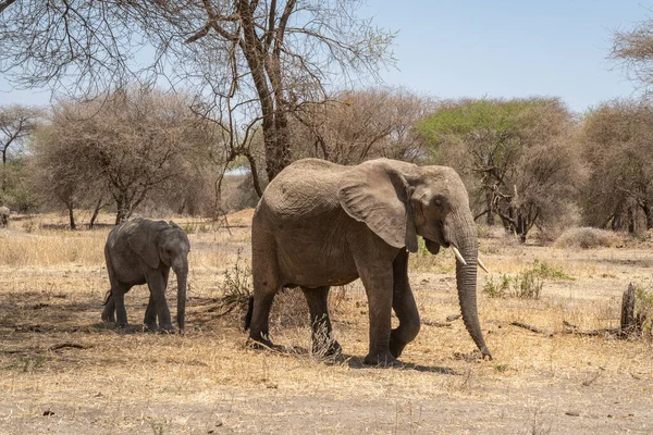 Маленький Слоненок Следует Своей Матерью Африканской Саванне Танзании — стоковое фото