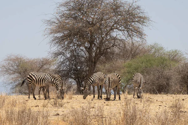 Bir Grup Zebra Tanzanya Daki Afrika Savanasında Kuru Otluyor — Stok fotoğraf
