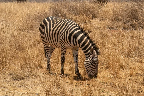 Single Zebra Grazing Dry Field African Savannah Tanzania — Stock Photo, Image