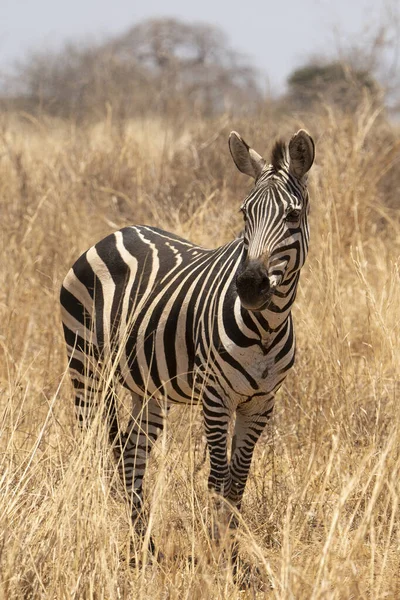 Een Enkele Zebra Een Droog Veld Afrikaanse Savanne Tanzania — Stockfoto