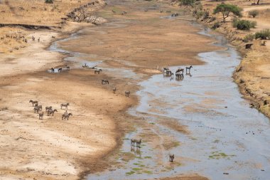 Bir zebra sürüsü ve bazı Eland antilopları kurak mevsimde Tanzanya 'da yarı kuru bir nehir yatağının tadını çıkarırlar...