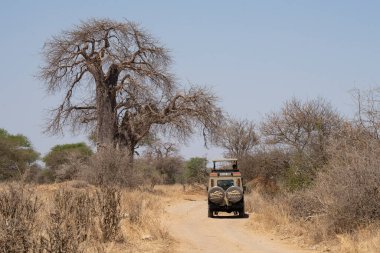 Tarangire, Tanzanya - Tarangire Ulusal Parkı, Tanzanya 'da kurak mevsimde bir safari aracı.