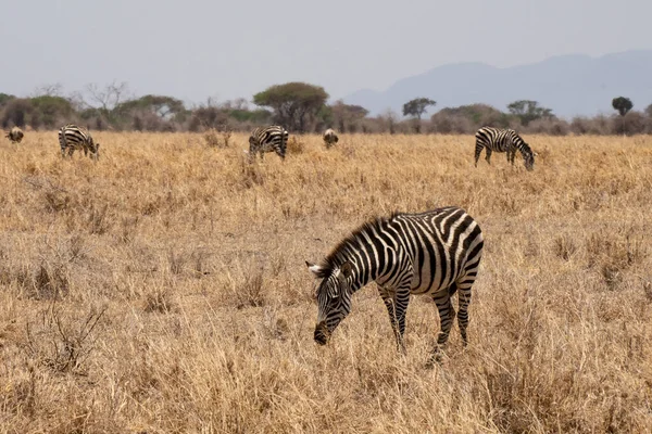 Зебры Пасут Сухую Траву Африканской Саванне Танзании — стоковое фото