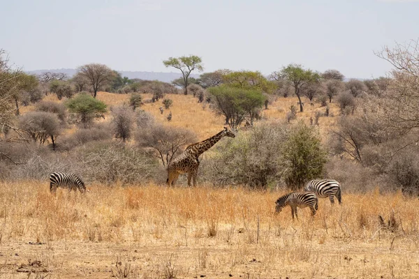 Zebralar Bir Zürafa Kurak Mevsimde Tanzanya Daki Afrika Savanasında Yemek — Stok fotoğraf