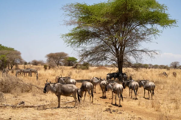 Afrika Savanasında Gnus Zebralar Kurak Mevsimde Tanzanya — Stok fotoğraf