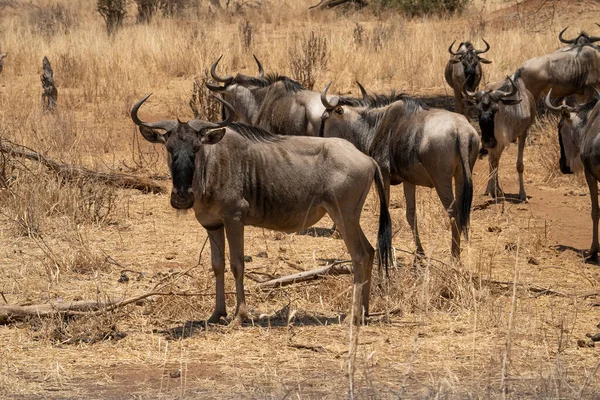 Herd Wildebeest African Savannah Tanzania Dry Season — Stock Photo, Image