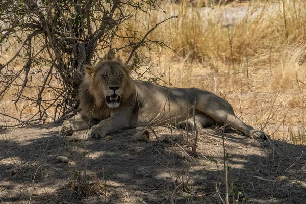 雄ライオンは木の木陰でアフリカの乾季の暑さから逃れることを見つける — ストック写真