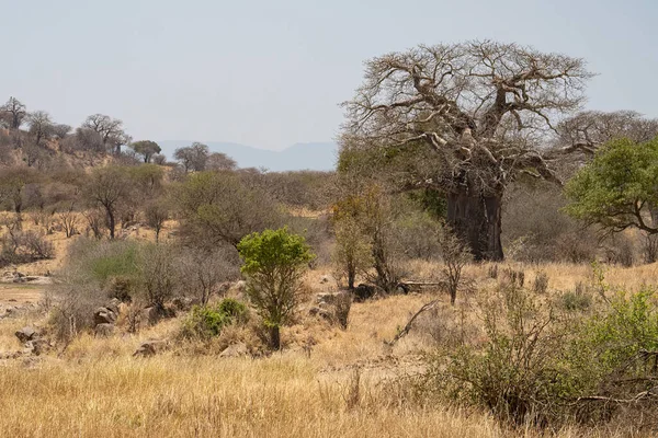 Kurak Mevsimde Baobab Akasya Ağaçlarıyla Afrika Savanasının Manzarası — Stok fotoğraf
