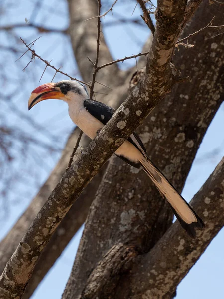 Ein Von Der Decken Hornvogel Auf Einem Ast Tarangire Nationalpark — Stockfoto