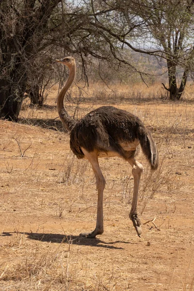 Μια Θηλυκή Στρουθοκάμηλος Περπατά Στην Αφρικάνικη Σαβάνα Της Τανζανίας Την — Φωτογραφία Αρχείου