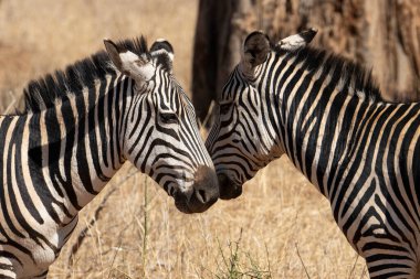 Tanzanya 'daki Afrika savanasında burunlarını ovuşturan bir çift zebra..
