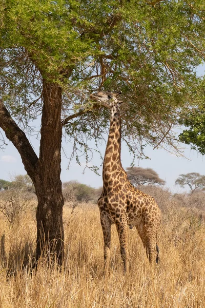 Male Giraffe Eating Acacia Tree African Savannah Dry Season — Stock Photo, Image