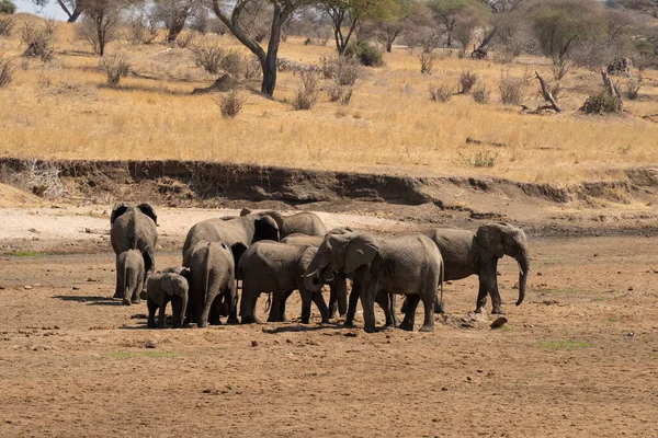 Стадо Слонов Почти Сухом Русле Реки Африканской Саванне Танзании Сухой — стоковое фото