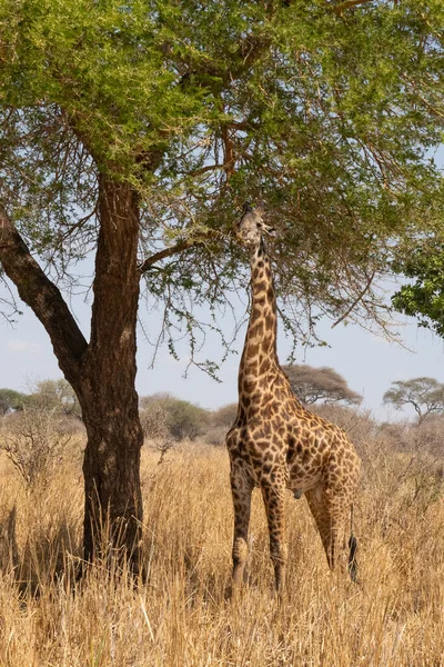 Afrika Savanasında Kurak Mevsimde Akasya Ağacından Yiyen Bir Erkek Zürafa — Stok fotoğraf