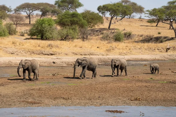 Слоны Маршируют Полусухому Руслу Реки Африканской Саванне Танзании — стоковое фото