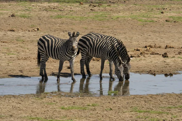 Drie Zebra Drinken Een Rivierbedding Het Tarangire National Park Tanzania — Stockfoto