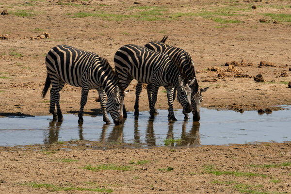 Three zebras drinking on a riverbed in the Tarangire national park, Tanzania.