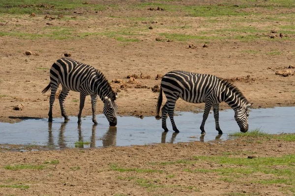 Twee Zebra Drinken Een Rivierbedding Het Tarangire National Park Tanzania — Stockfoto