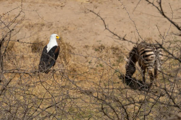 Een Afrikaanse Visarend Een Acaciatak Boven Een Grazende Zebra — Stockfoto