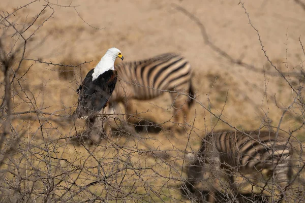 Een Afrikaanse Visarend Een Acaciatak Boven Grazende Zebra — Stockfoto