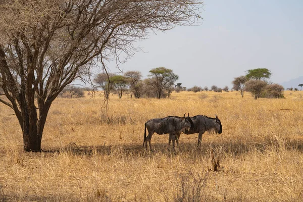 Couple Wildebeests Shade Acacia Tree African Savannah Dry Season — Stock Photo, Image