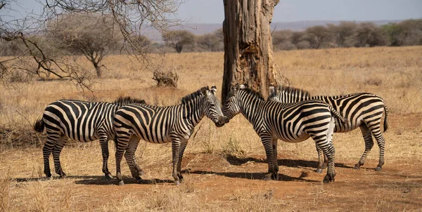Group Zebras African Savannah Tanzania Hot Sunny Day — Stock Photo, Image