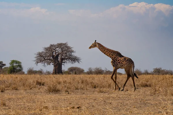 Samica Żyrafa Spacerująca Tanzańskiej Sawannie Porze Suchej — Zdjęcie stockowe