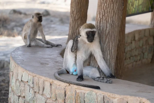Una Scimmia Veterano Maschio Con Uno Scroto Blu Segno Del — Foto Stock