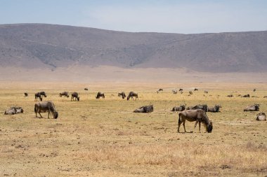 Sisli bir günde Tanzanya 'daki Ngorongoro kraterinde zebra ve tomson ceylanları olan bir antilop sürüsü..