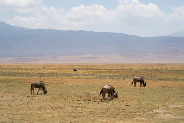 Antilop ve Thomson 'un ceylanları Tanzanya' daki Ngorongoro kraterindeki savanda otluyorlar..