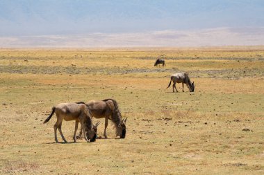 Antiloplar, Tanzanya 'daki Ngorongoro kraterindeki savanda kuru otlar otluyor..