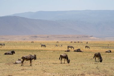 Sisli bir günde Tanzanya 'daki Ngorongoro kraterinde zebra ve tomson ceylanları olan bir antilop sürüsü..