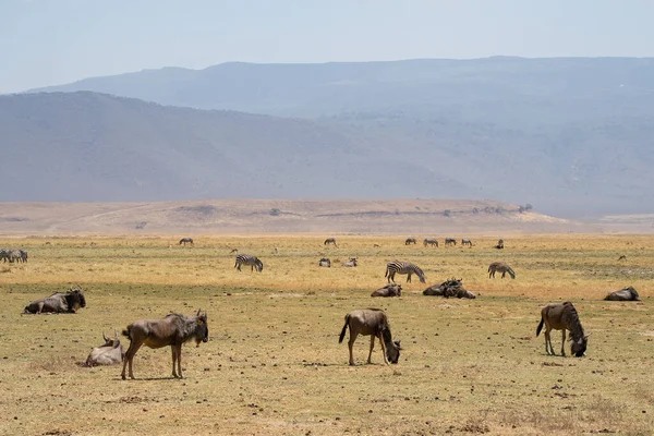 stock image A herd of wildebeest with some zebras and thomson's gazelles in the Ngorongoro crater in Tanzania, on a hazy day.