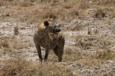 Tanzanya 'nın kuru ovalarında benekli bir sırtlan, sıcak ve güneşli bir günde.