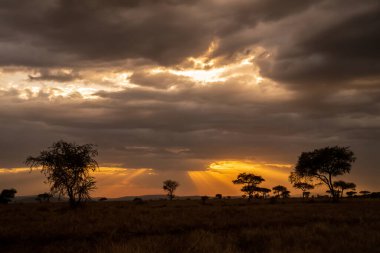 Güneş ışınları, gün batımında, tanzanya çayırlarındaki akasya ağaçlarının üzerinden yoğun bulutların içinden geçer..
