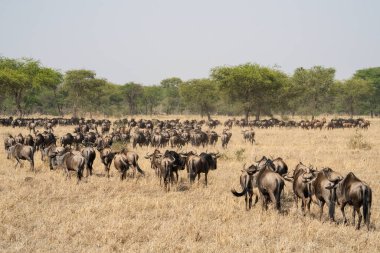 Antilop sürüleri kuru Serengeti doğal koruma alanı olan Tanzanya 'ya göç ederek su arıyorlar..