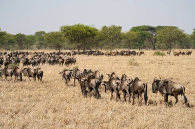 Antilop sürüleri kuru Serengeti doğal koruma alanı olan Tanzanya 'ya göç ederek su arıyorlar..