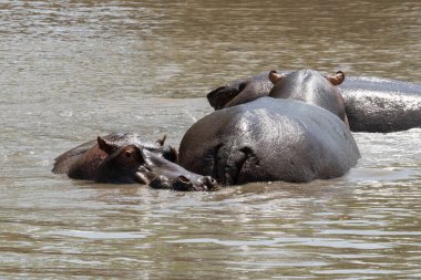 Three hippopotami in a natural pond in the Serengeti nature reserve, Tanzania.