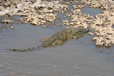 A nile crocodile on a river bank in the Serengeti nature reserve, Tanzania.