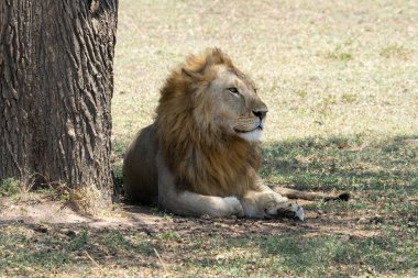 A lion resting in the shade of a tree in the african savanna in Tanzania.