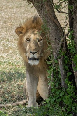 A lion looking from behind a tree in the african savanna in Tanzania.